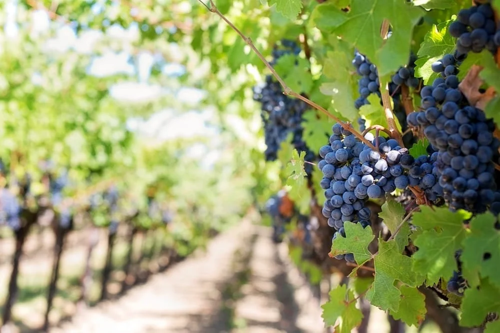 Vineyard rows near Villa Madamadoré